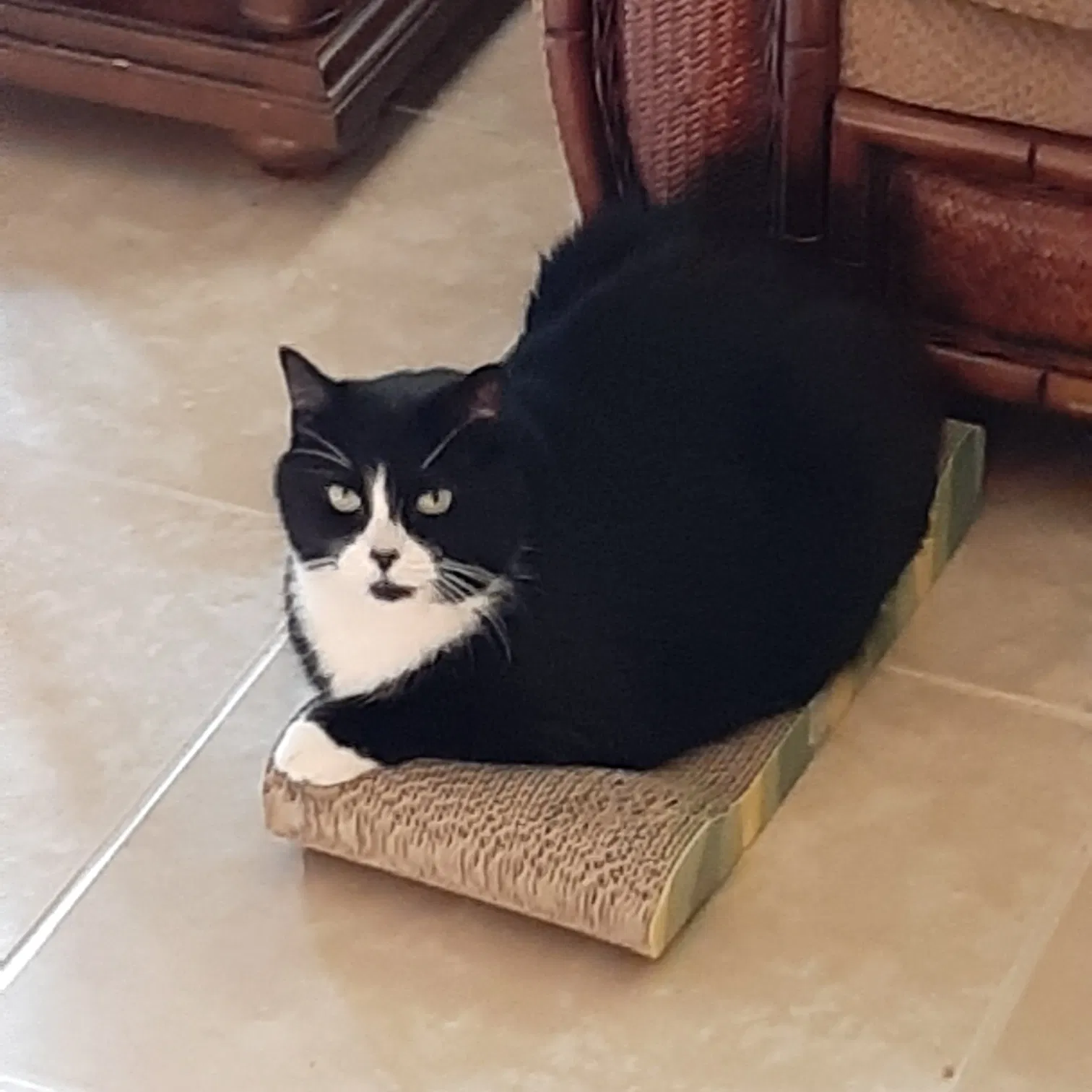Lost cat in Holiday, FL, 34690