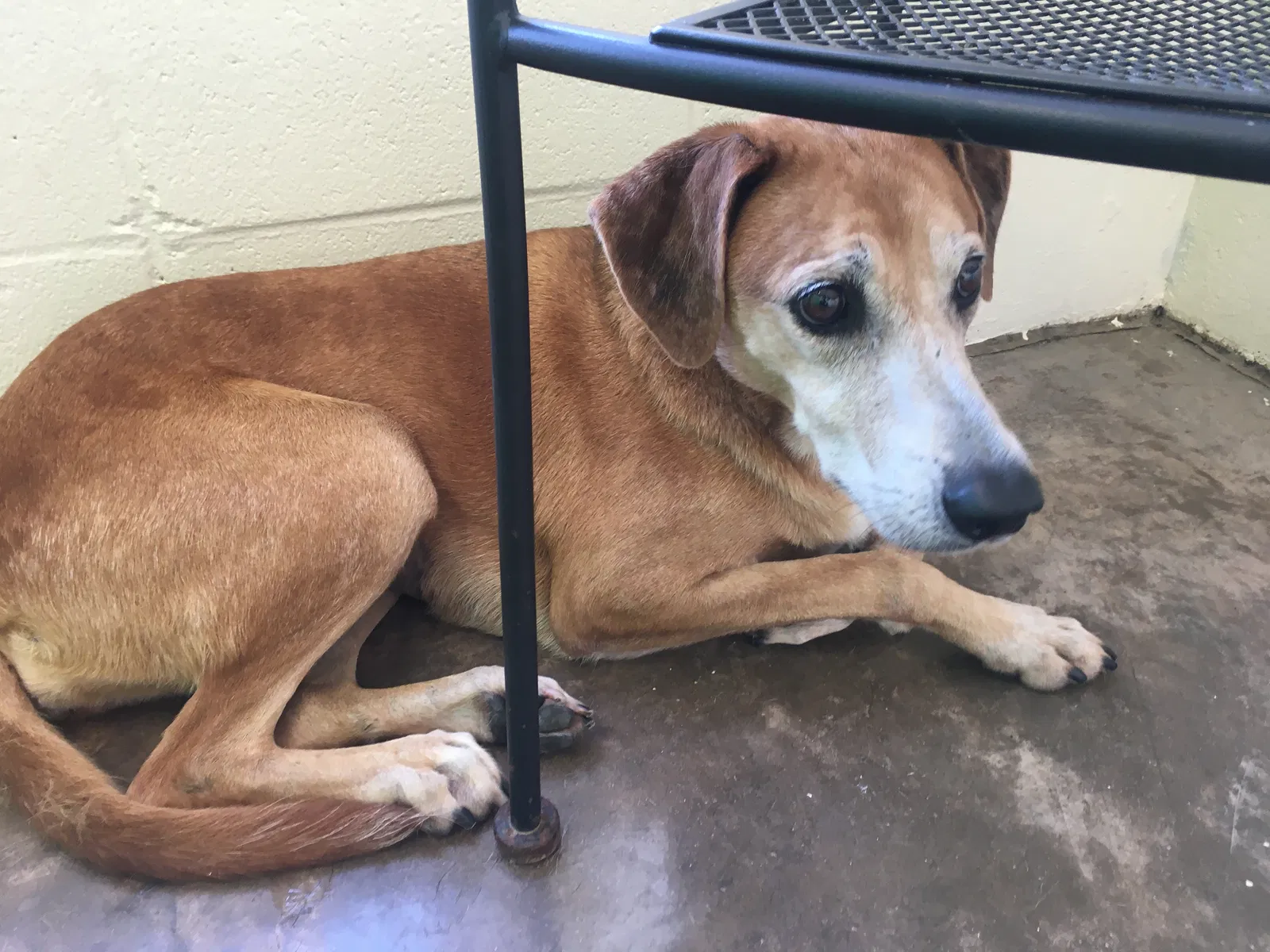 Lost dog in Lexington, KY, 40502