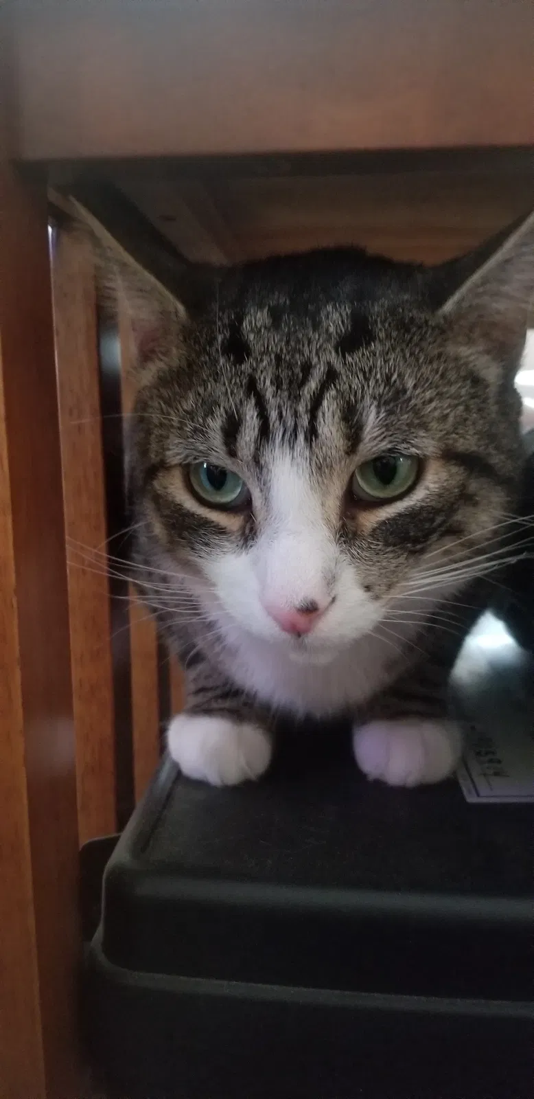 Lost cat in Newington, CT, 6111