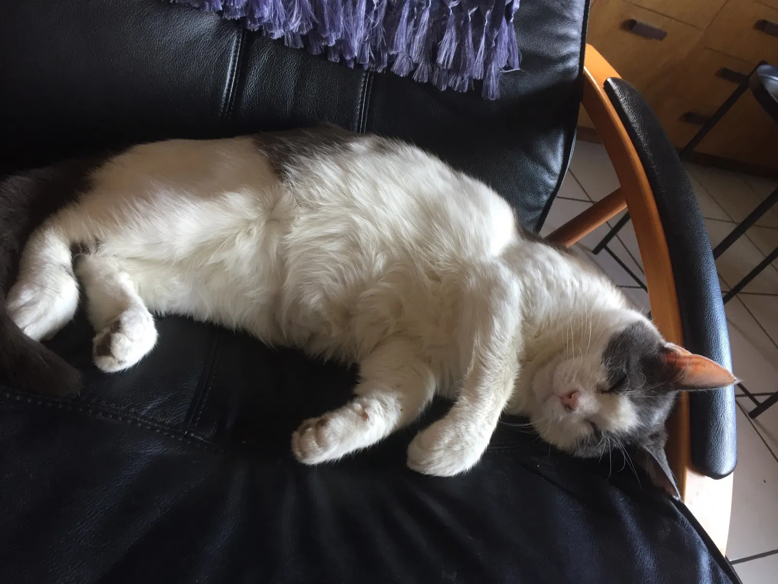 Lost cat in Portland, OR, 97211