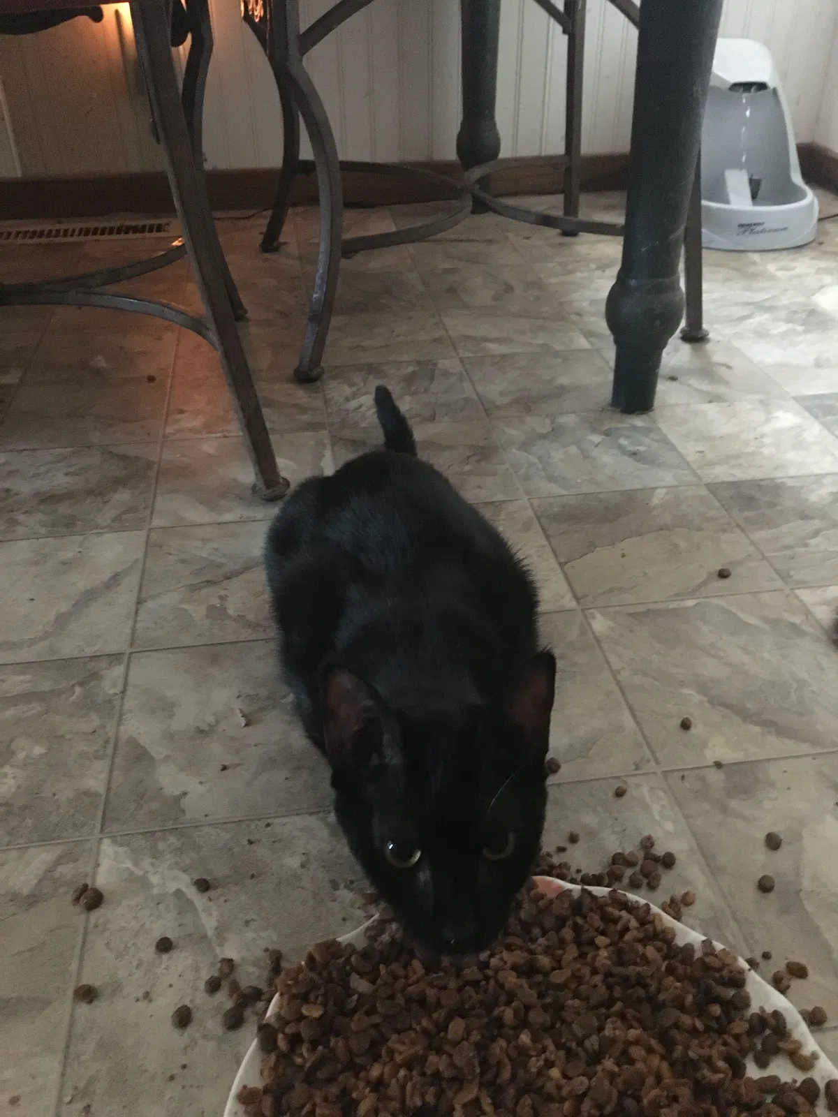 Lost cat in Stockton, CA, 95207