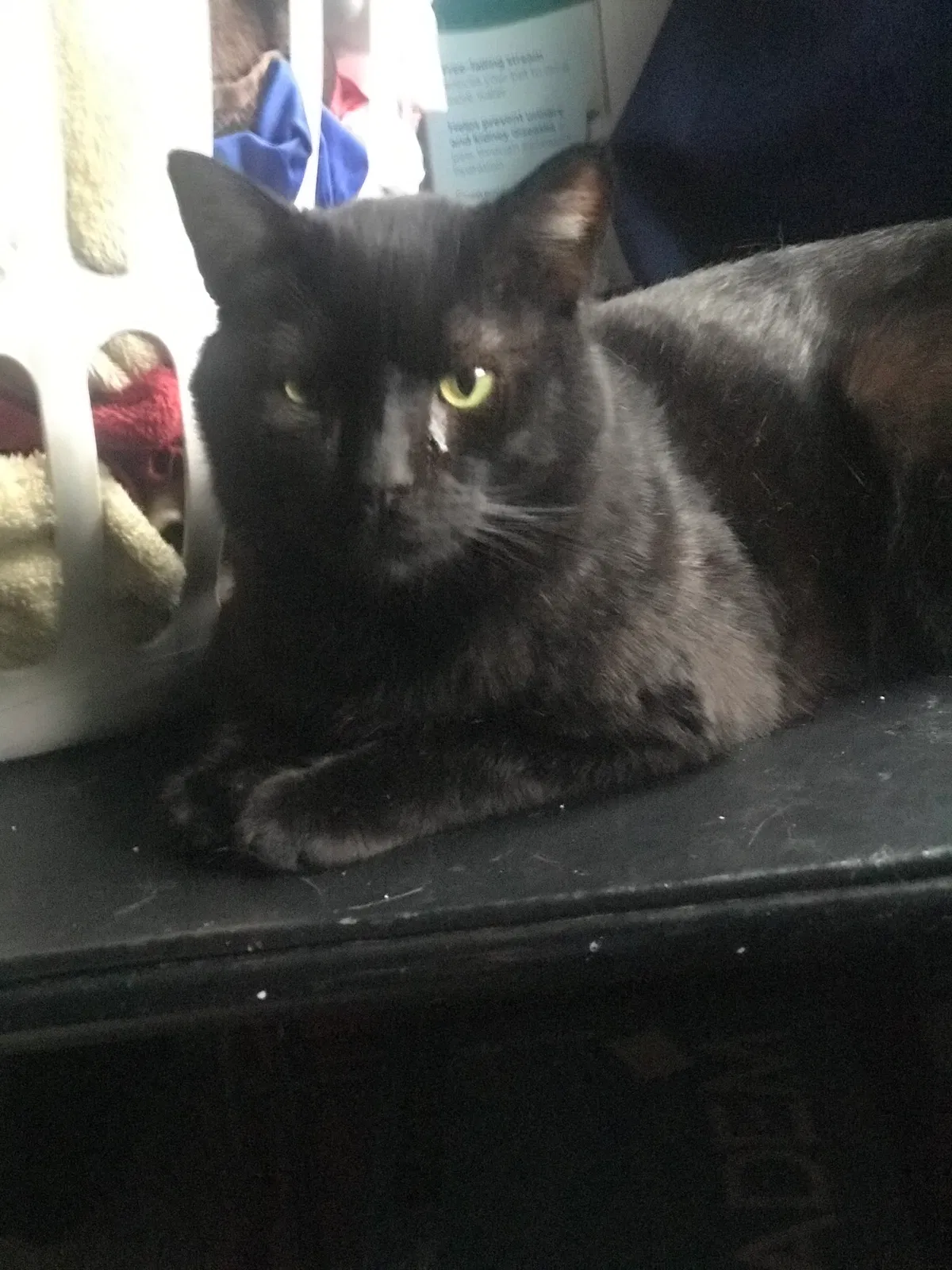 Lost cat in Fort Wayne, IN, 46835