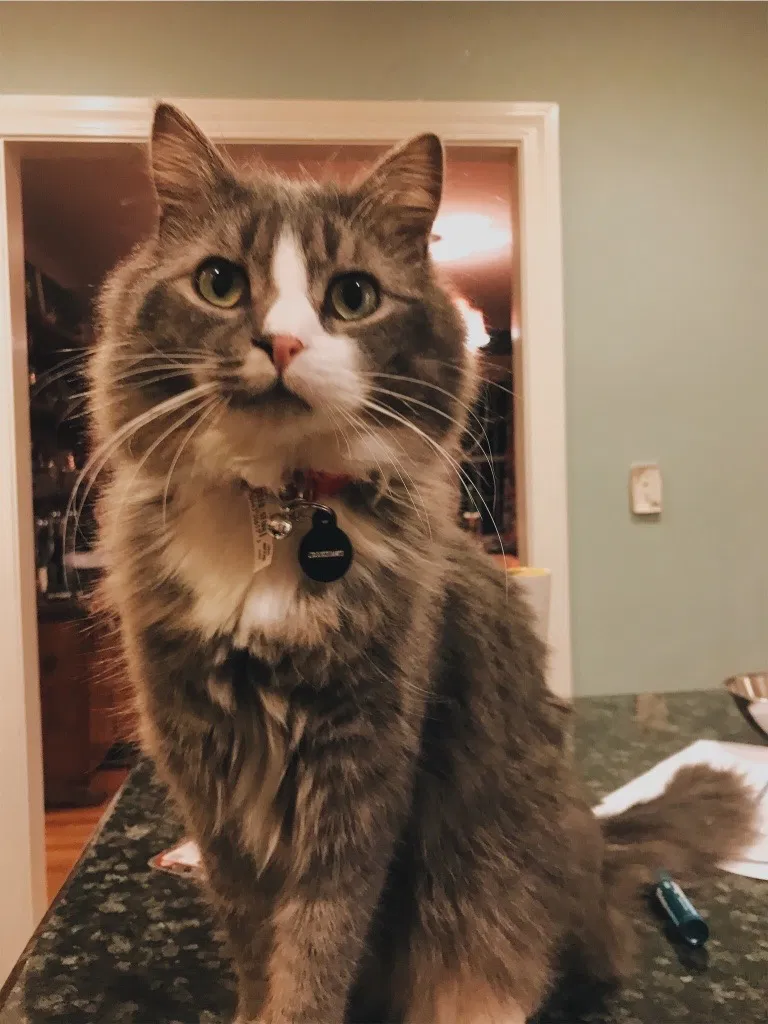 Lost cat in West Hartford, CT, 6107