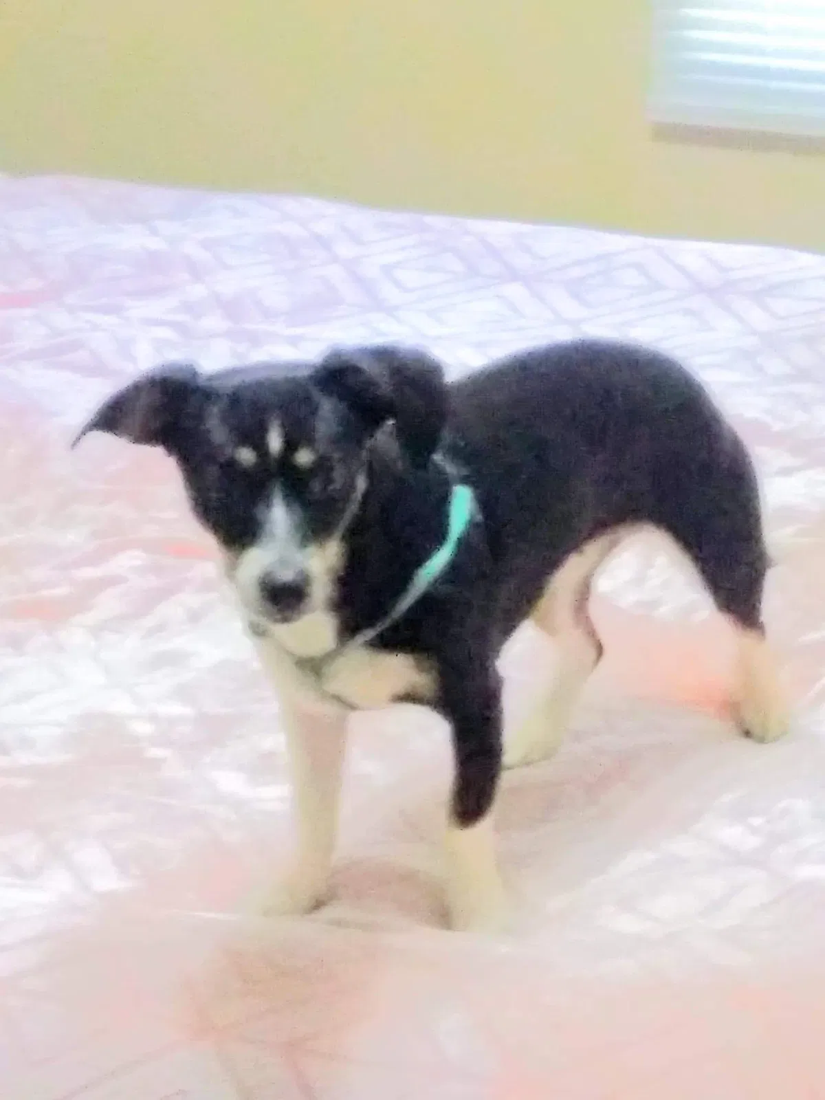 Lost dog in Taylors, SC, 29687