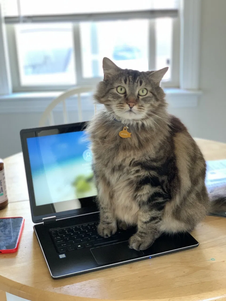 Lost cat in Seaside, CA, 93955