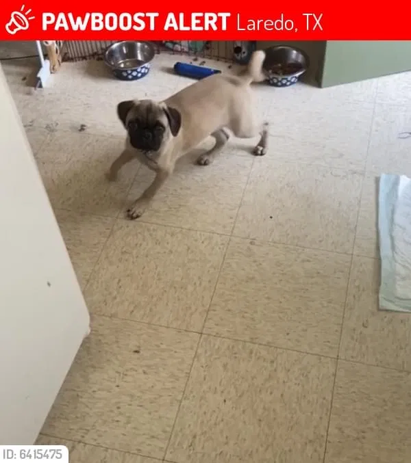 Lost dog in Laredo, TX, 78040