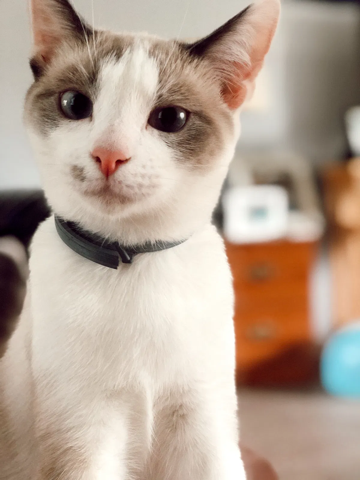 Lost cat in Gaffney, SC, 29341