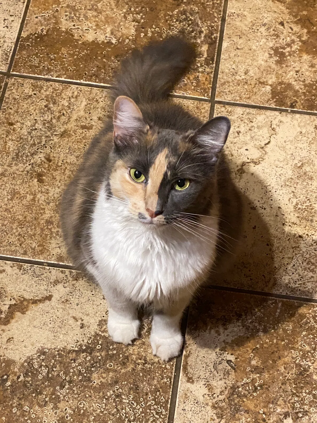 Lost cat in Winston Salem, NC, 27103