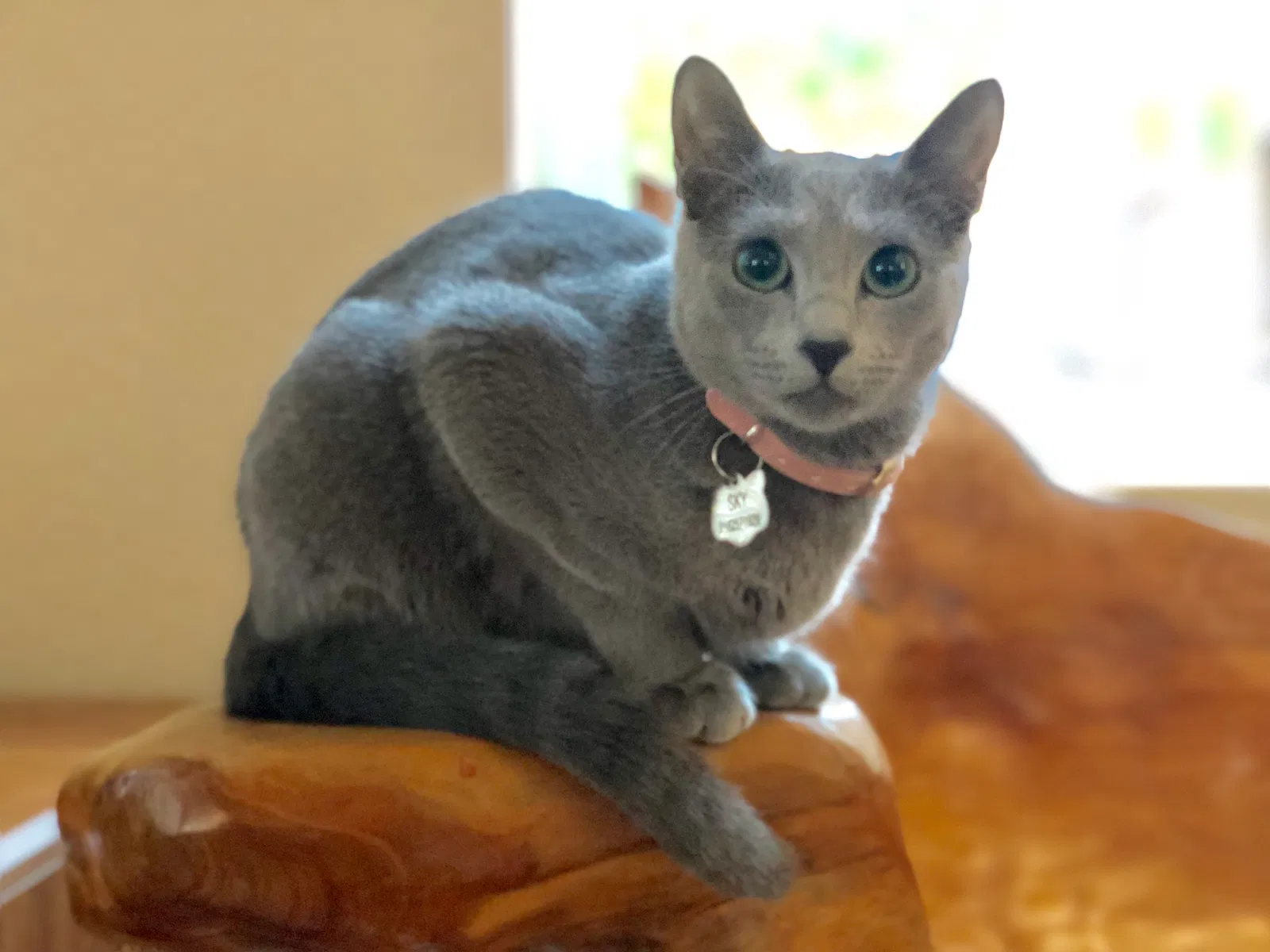 Lost cat in Lincoln, CA, 95648
