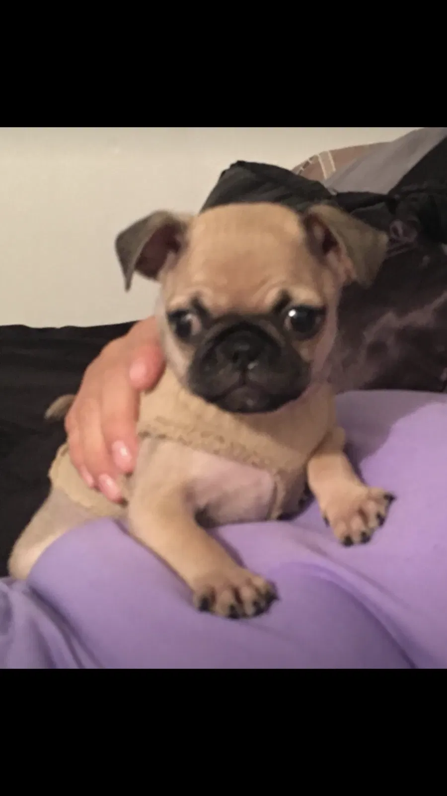Lost dog in Laredo, TX, 78046