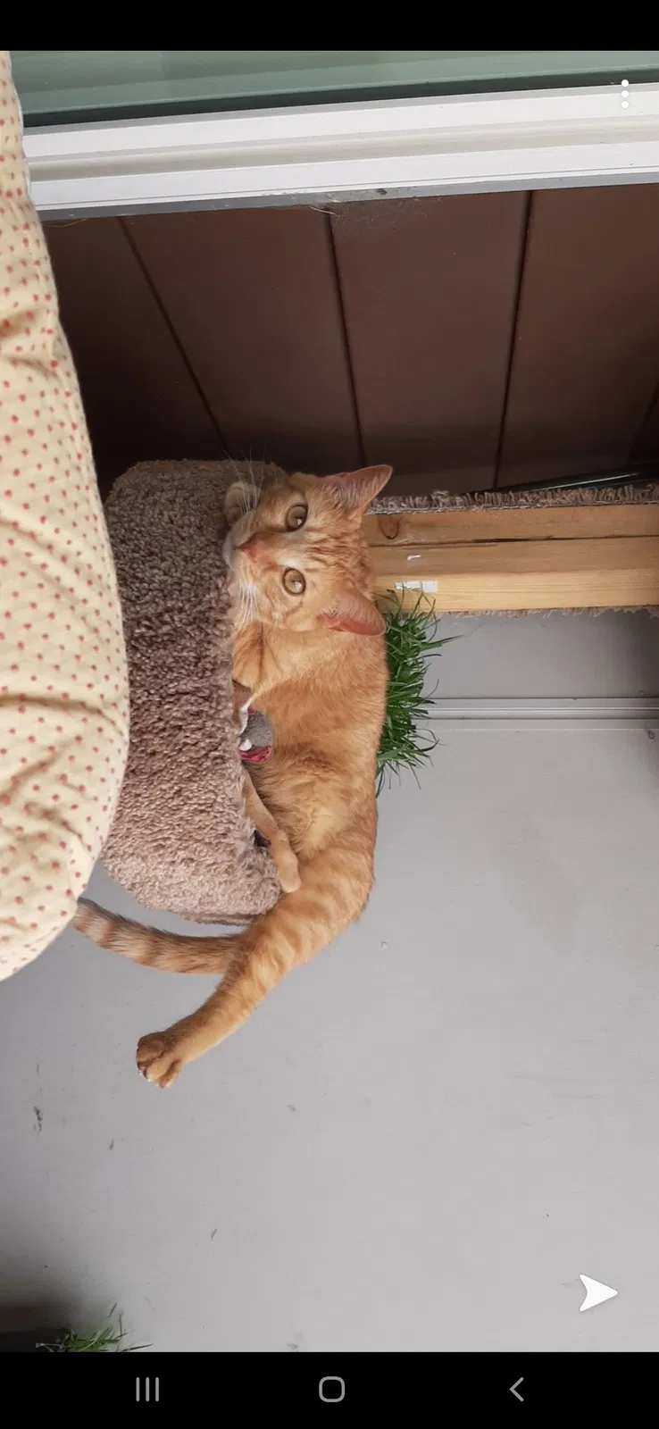 Lost cat in Denver, CO, 80215