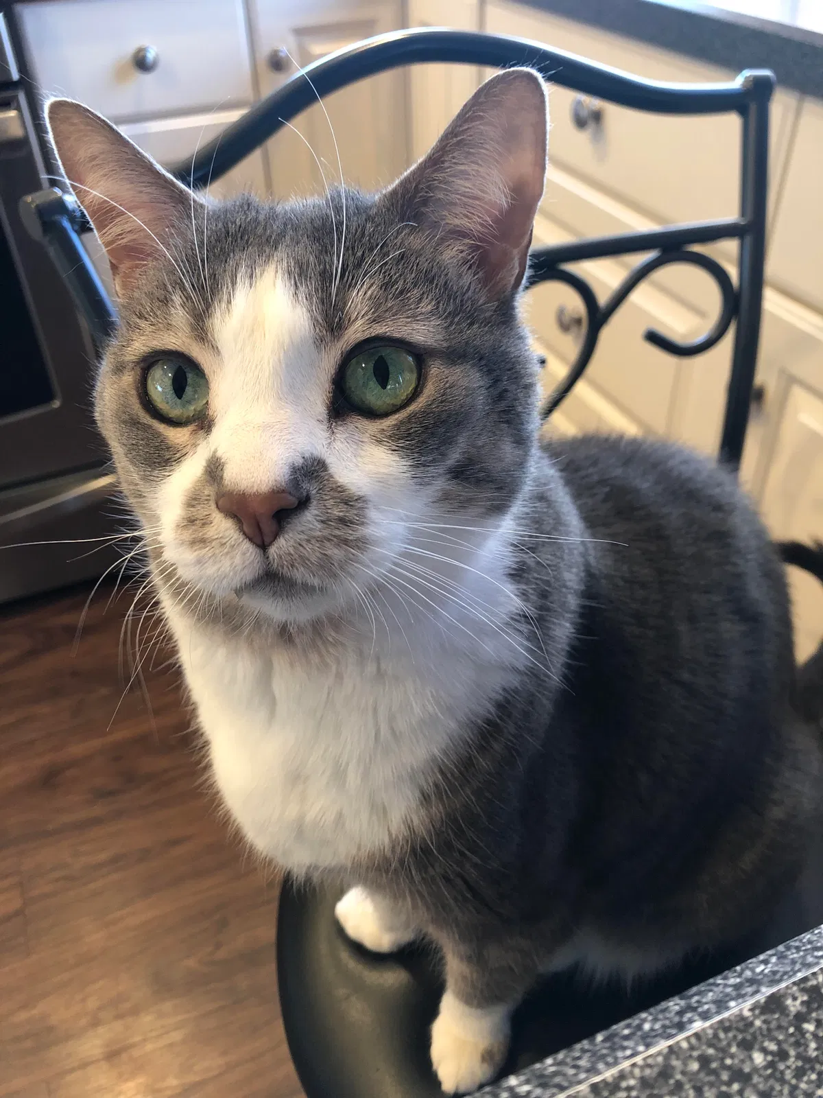 Lost cat in Valhalla, NY, 10595