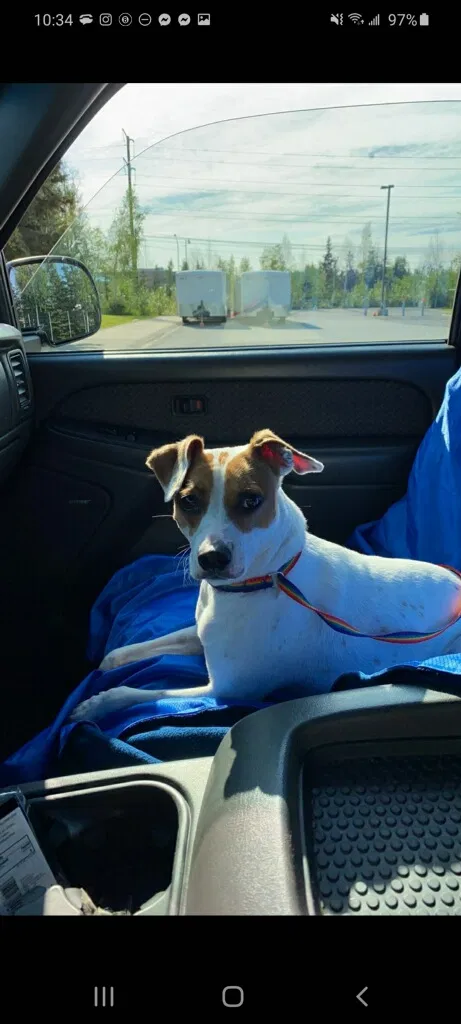 Lost dog in Gallatin, TX, 75764