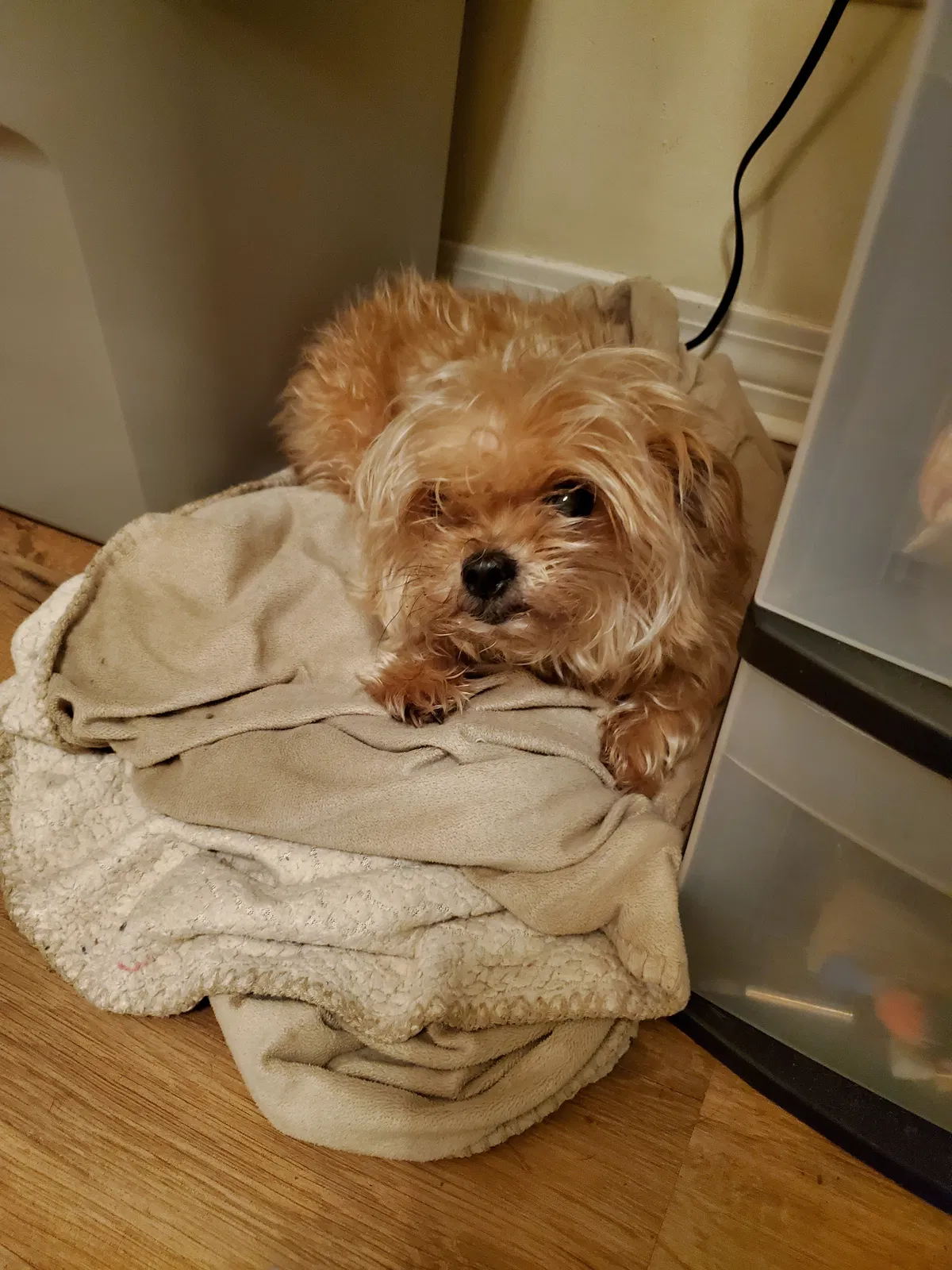 Lost dog in Biloxi, MS, 39530