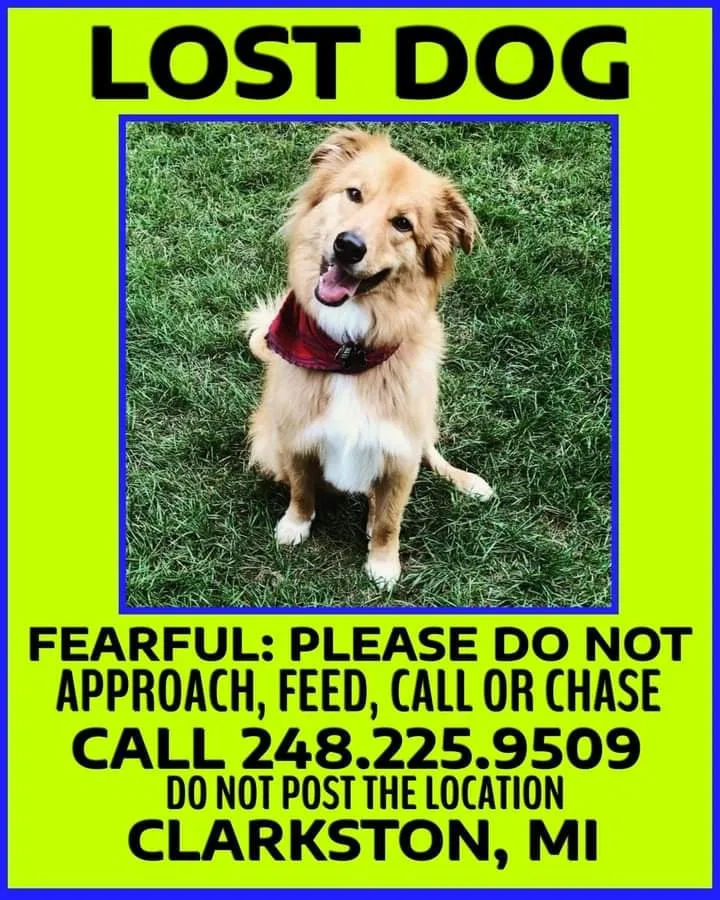 Lost dog in Clarkston, MI, 48346