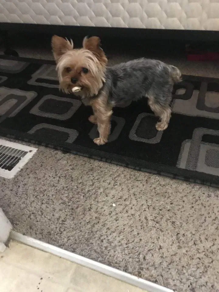 Lost dog in Citrus Heights, CA, 95621