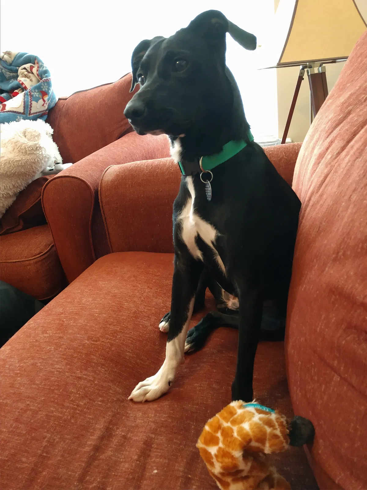 Lost dog in Greenville, NC, 27858