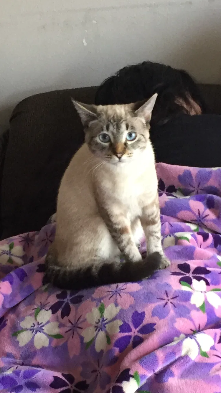 Lost cat in Sedro Woolley, WA, 98284
