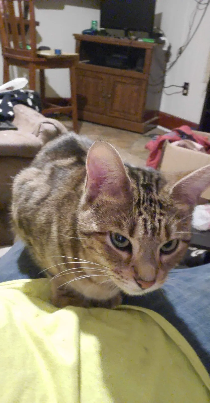 Lost cat in Pensacola, FL, 32504