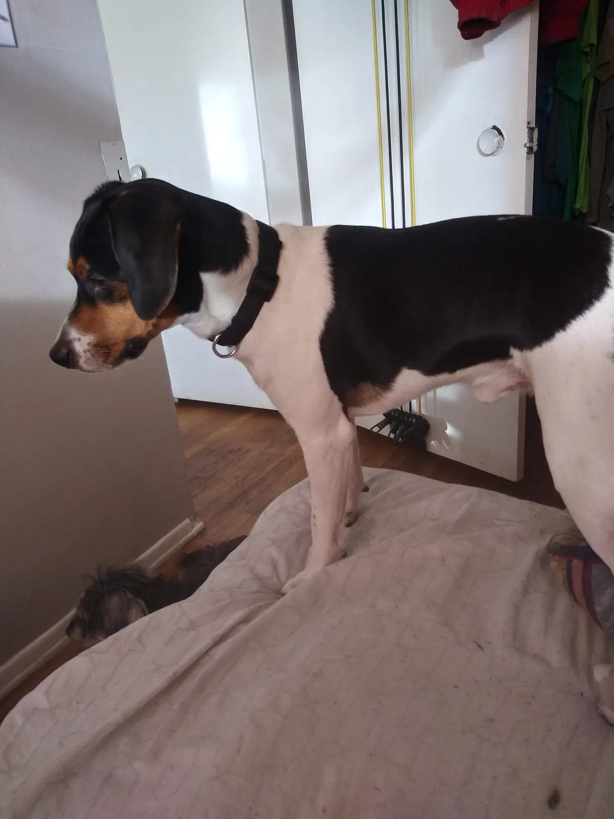 Lost dog in Saint Louis, MO, 63118