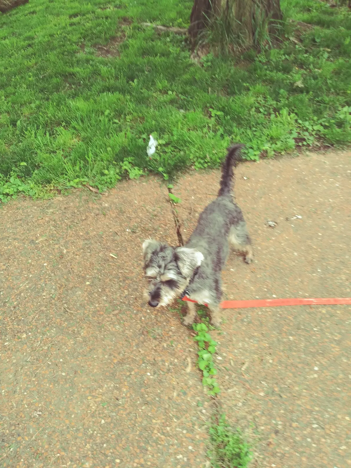 Lost dog in Saint Louis, MO, 63118