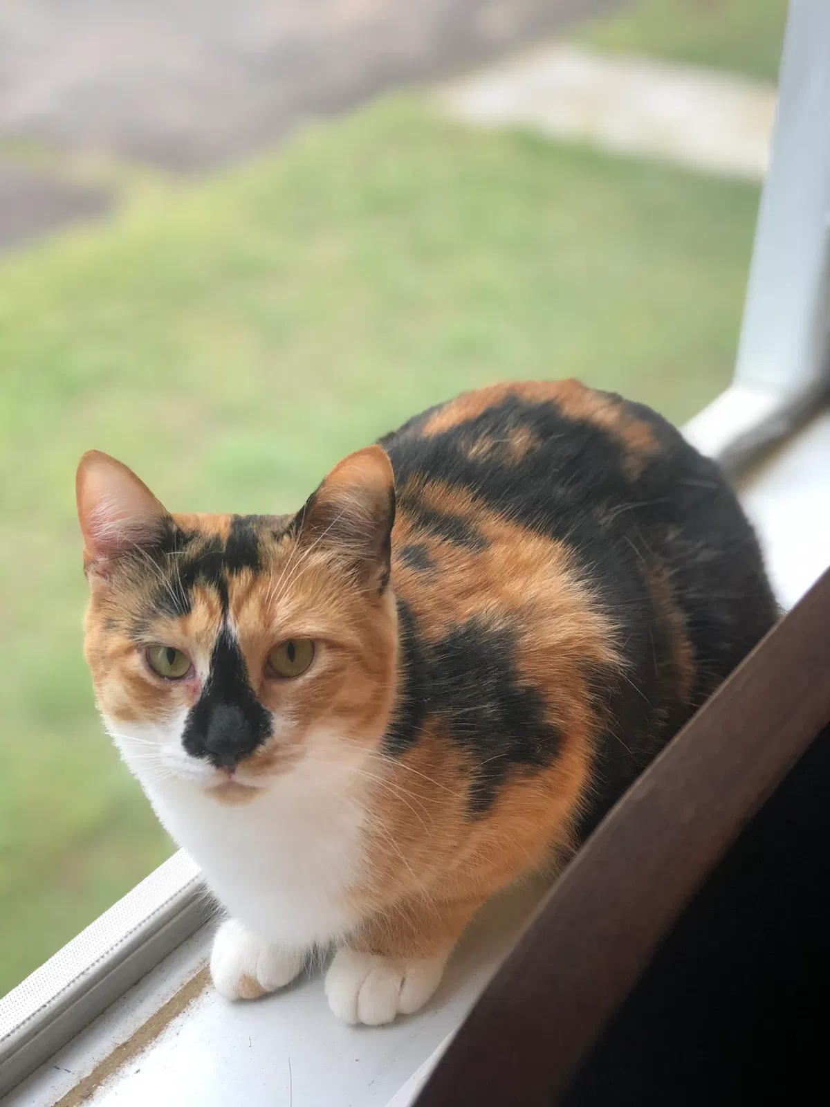 Lost cat in Easley, SC, 29642