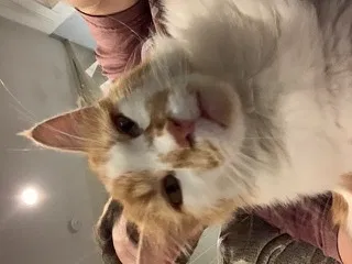 Lost cat in Leesburg, FL, 34788