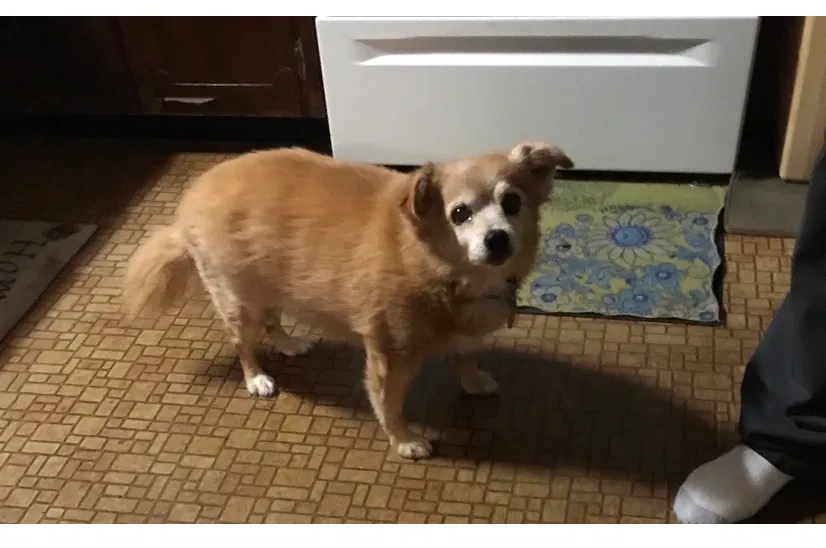 Lost dog in Shepherdsville, KY, 40165