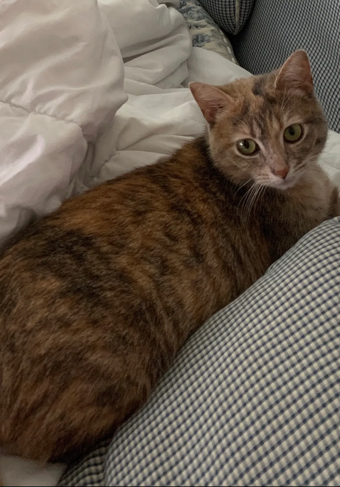 Lost cat in Brandenburg, KY, 40108