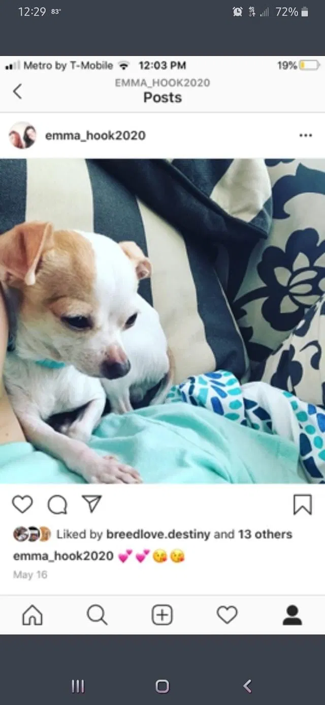 Lost dog in Hopkinsville, KY, 42240