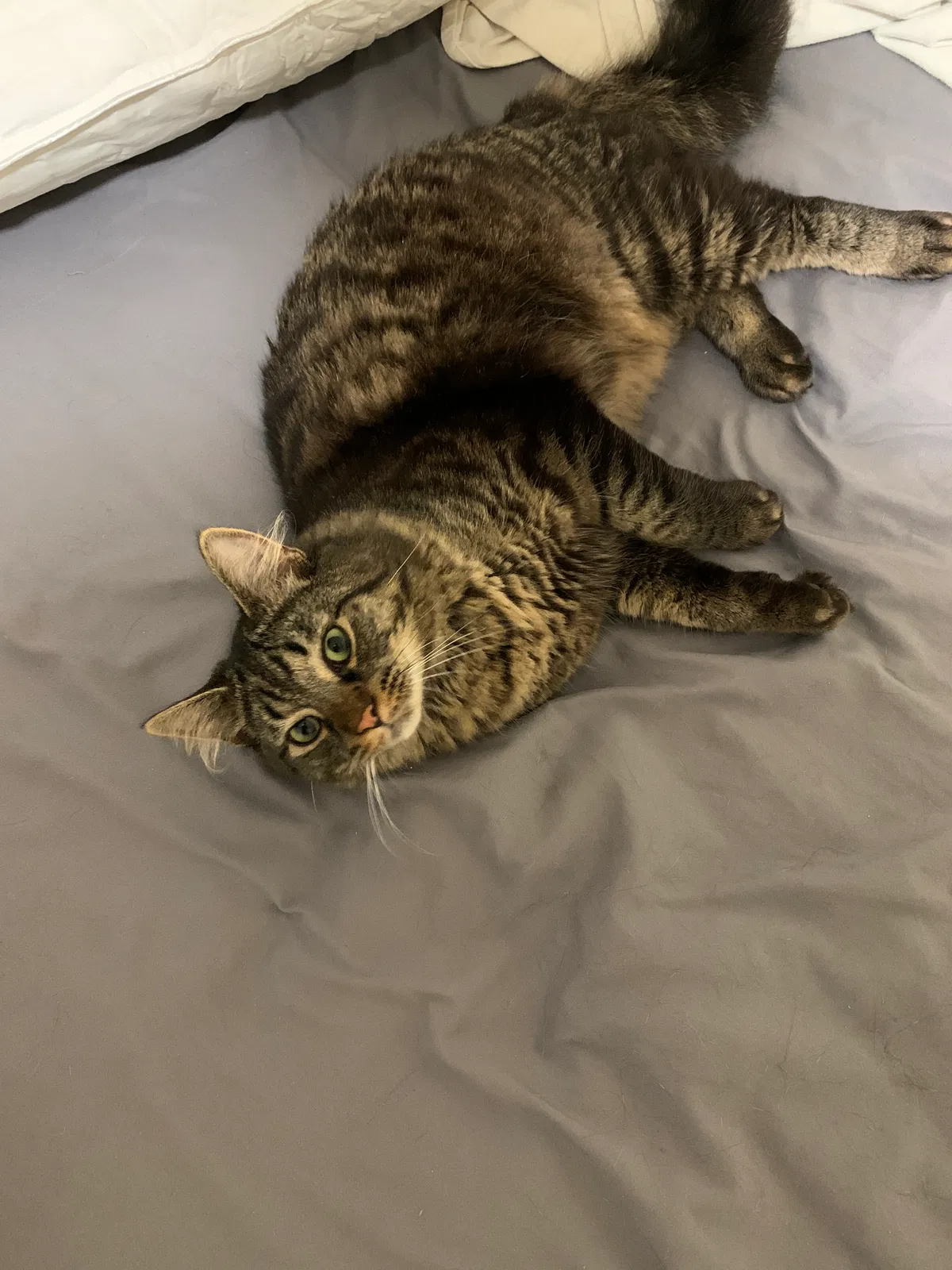 Lost cat in Chicago, IL, 60630