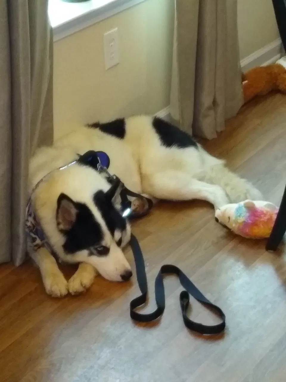 Lost dog in Myrtle Beach, SC, 29588