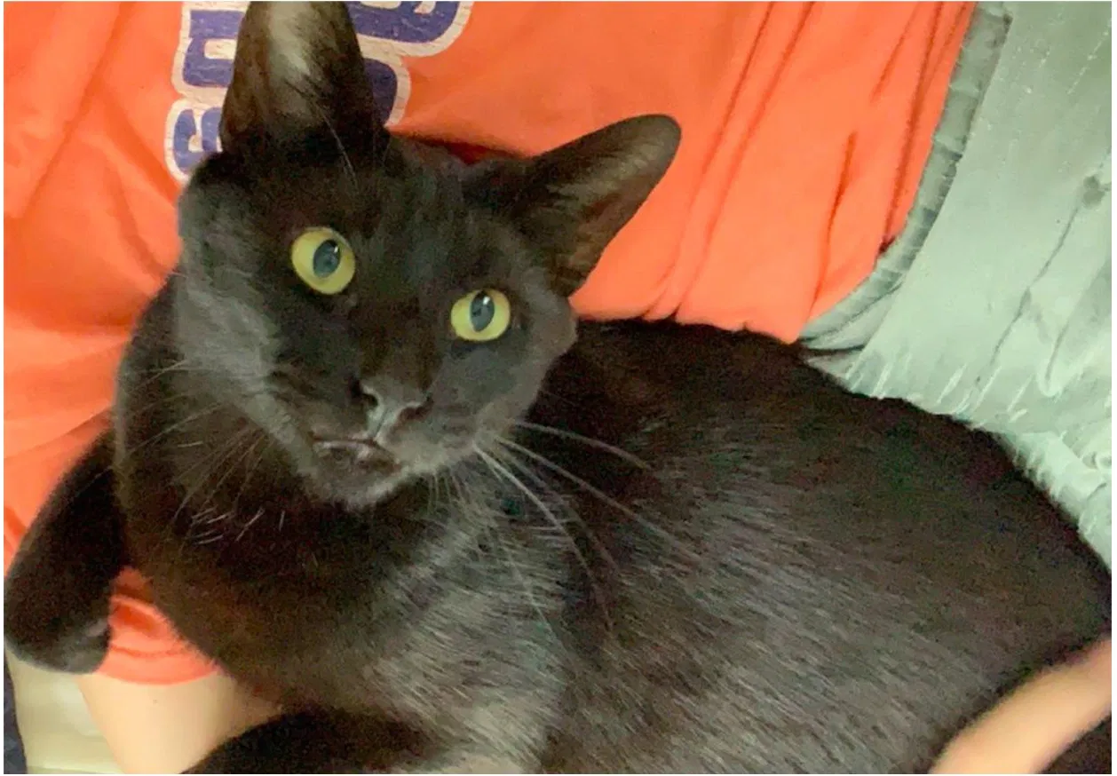 Lost cat in Greensboro, NC, 27405