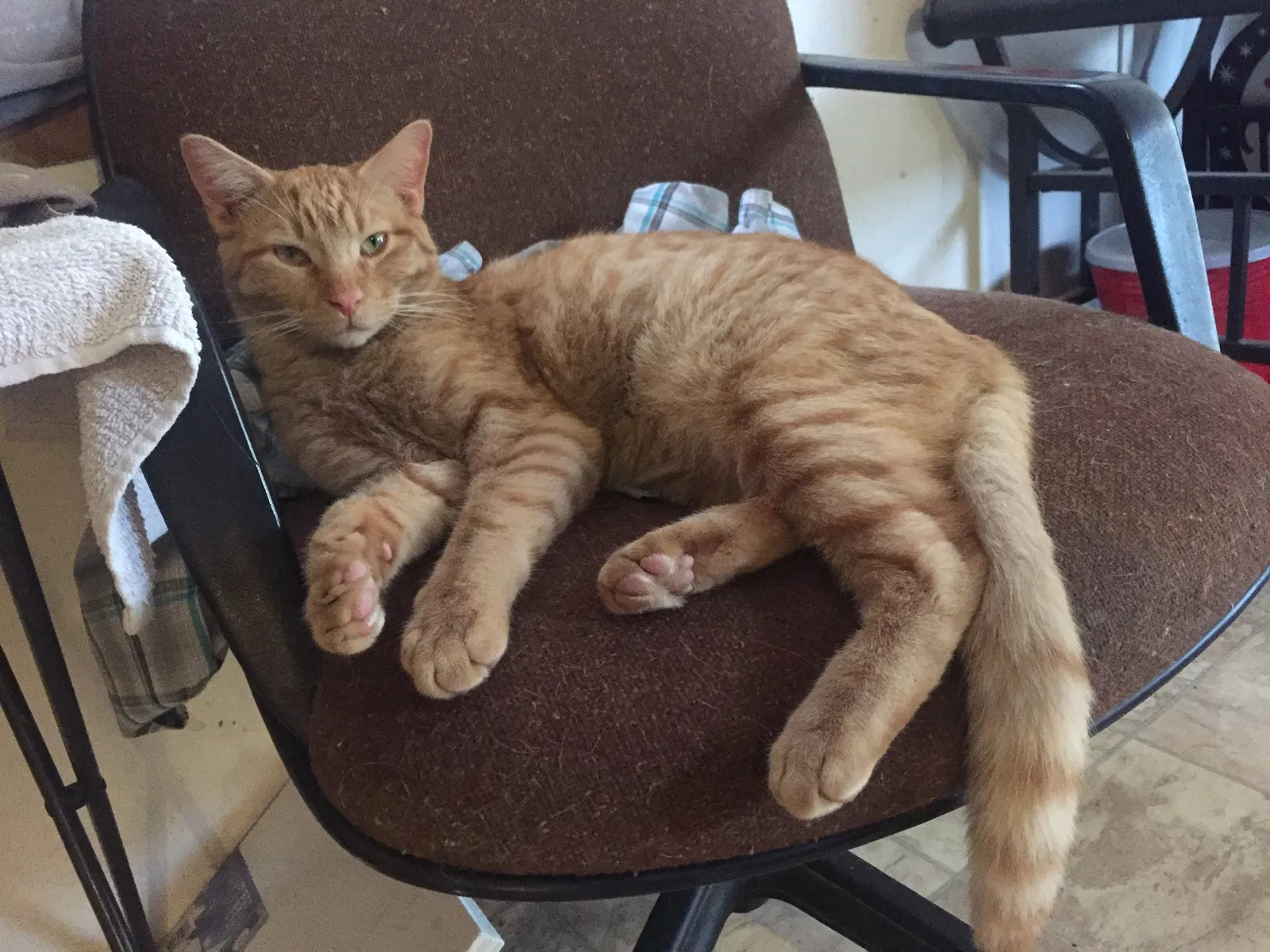 Lost cat in Aztec, NM, 87410