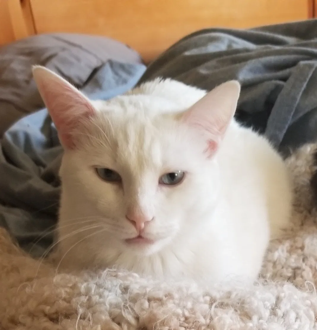 Lost cat in Colorado Springs, CO, 80910