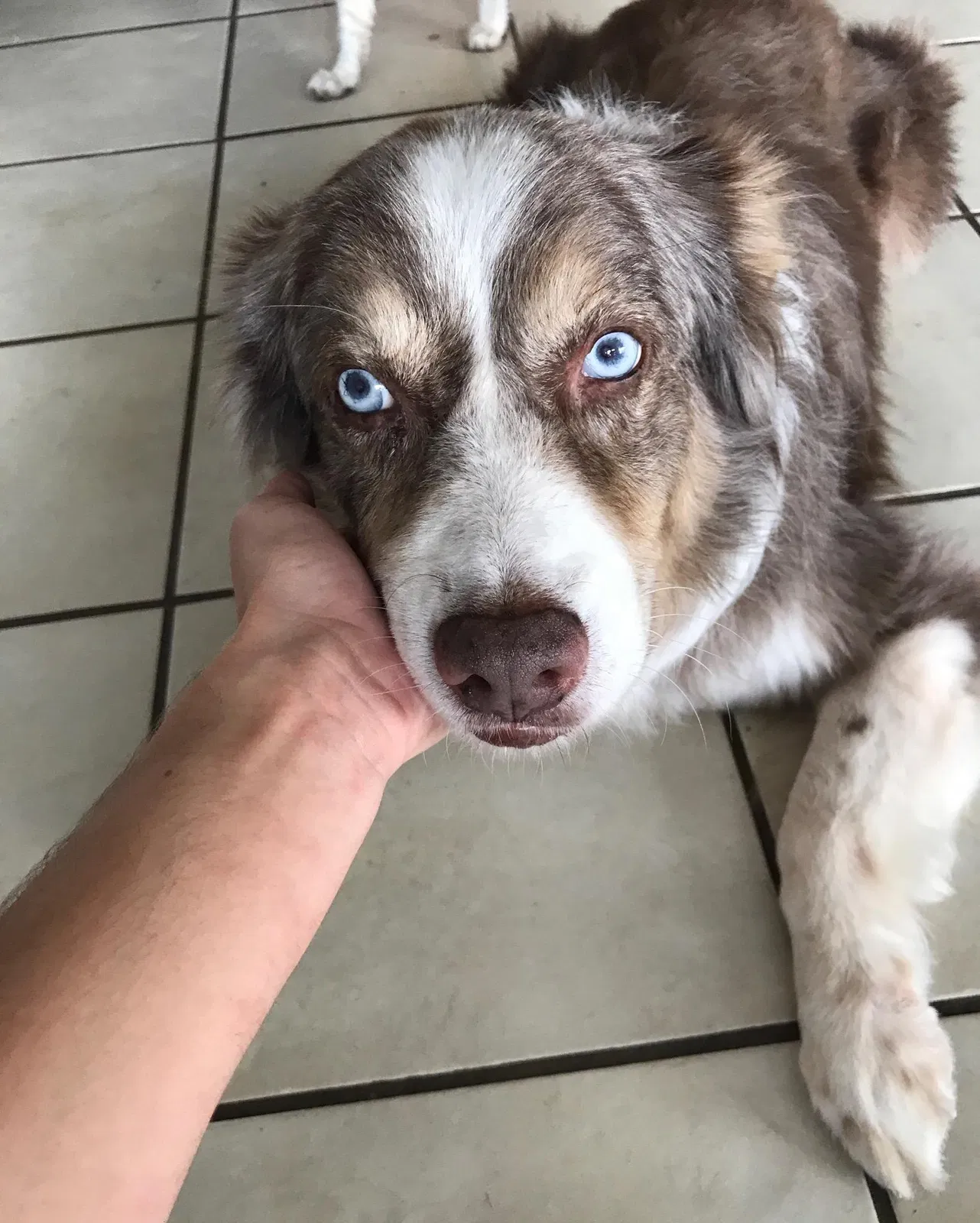 Lost dog in Deltona, FL, 32738