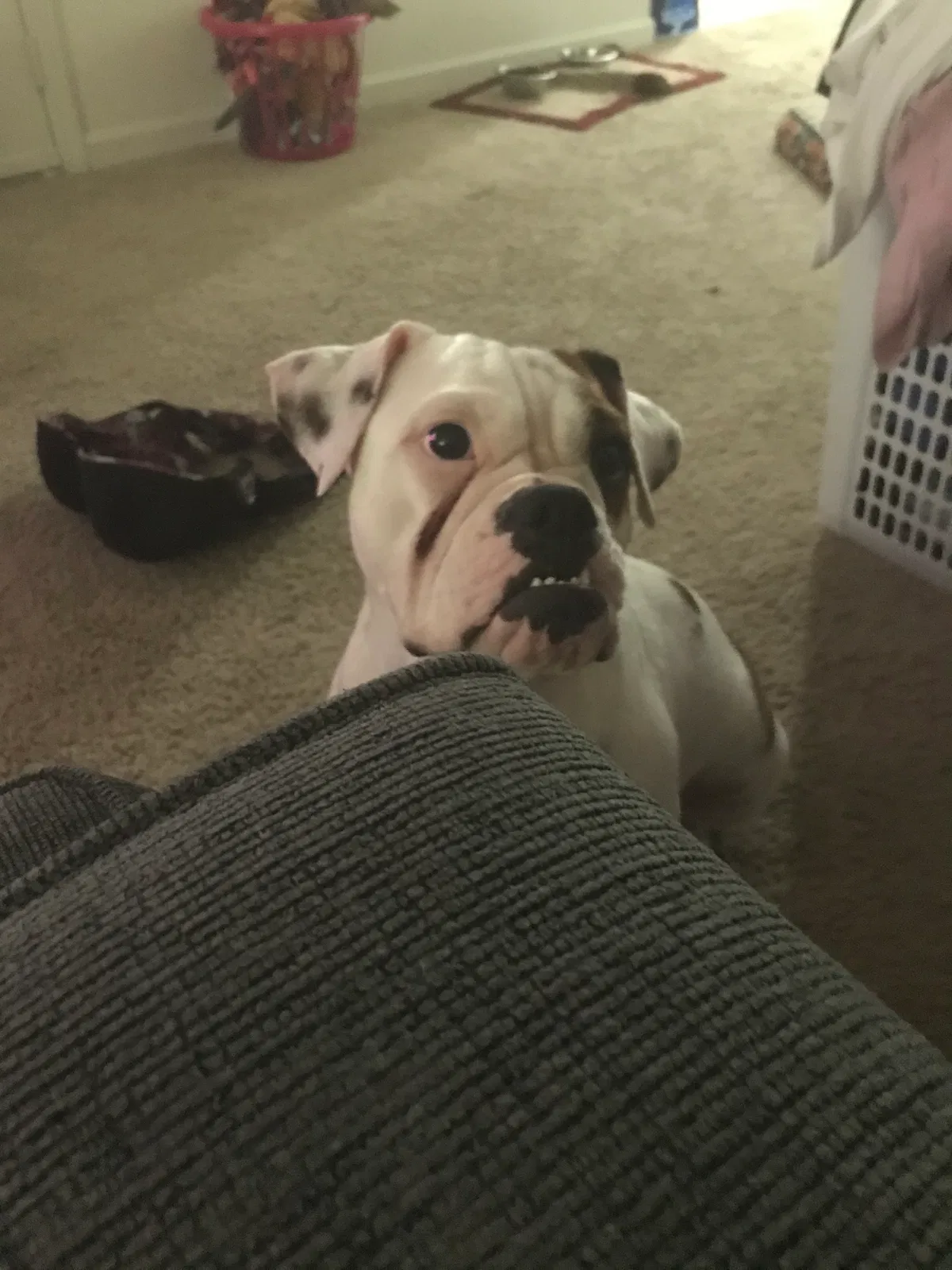 Lost dog in Ladys Island, SC, 29907