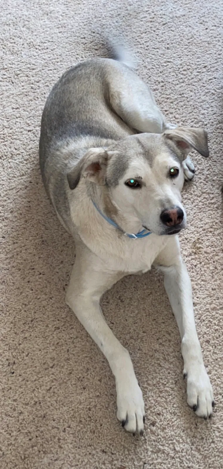 Lost dog in Bloomfield, NM, 87413