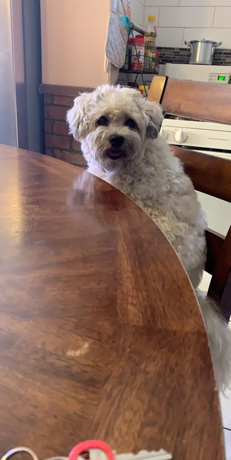 Lost dog in Chicago, IL, 60629