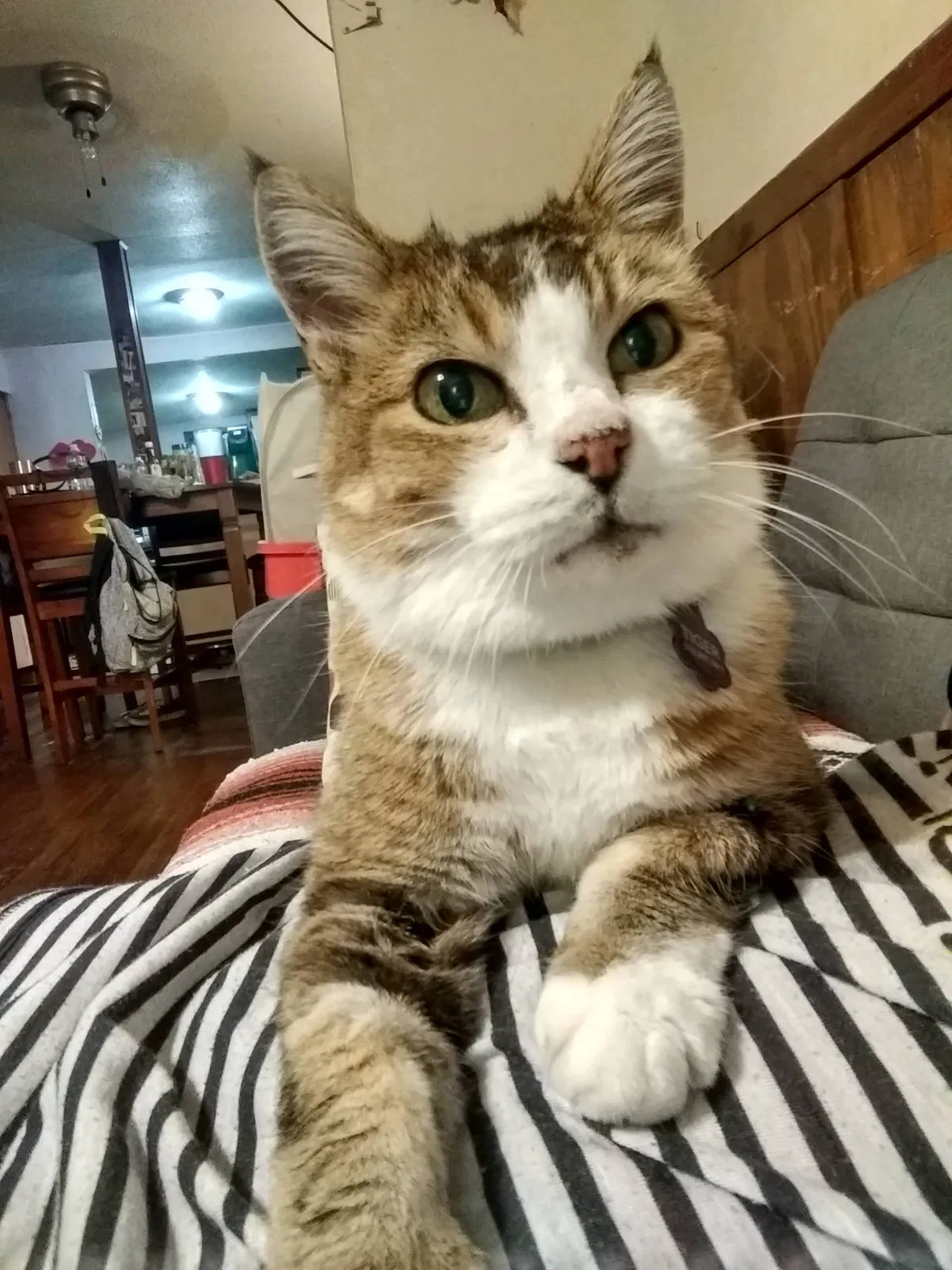 Lost cat in Austin, TX, 78722