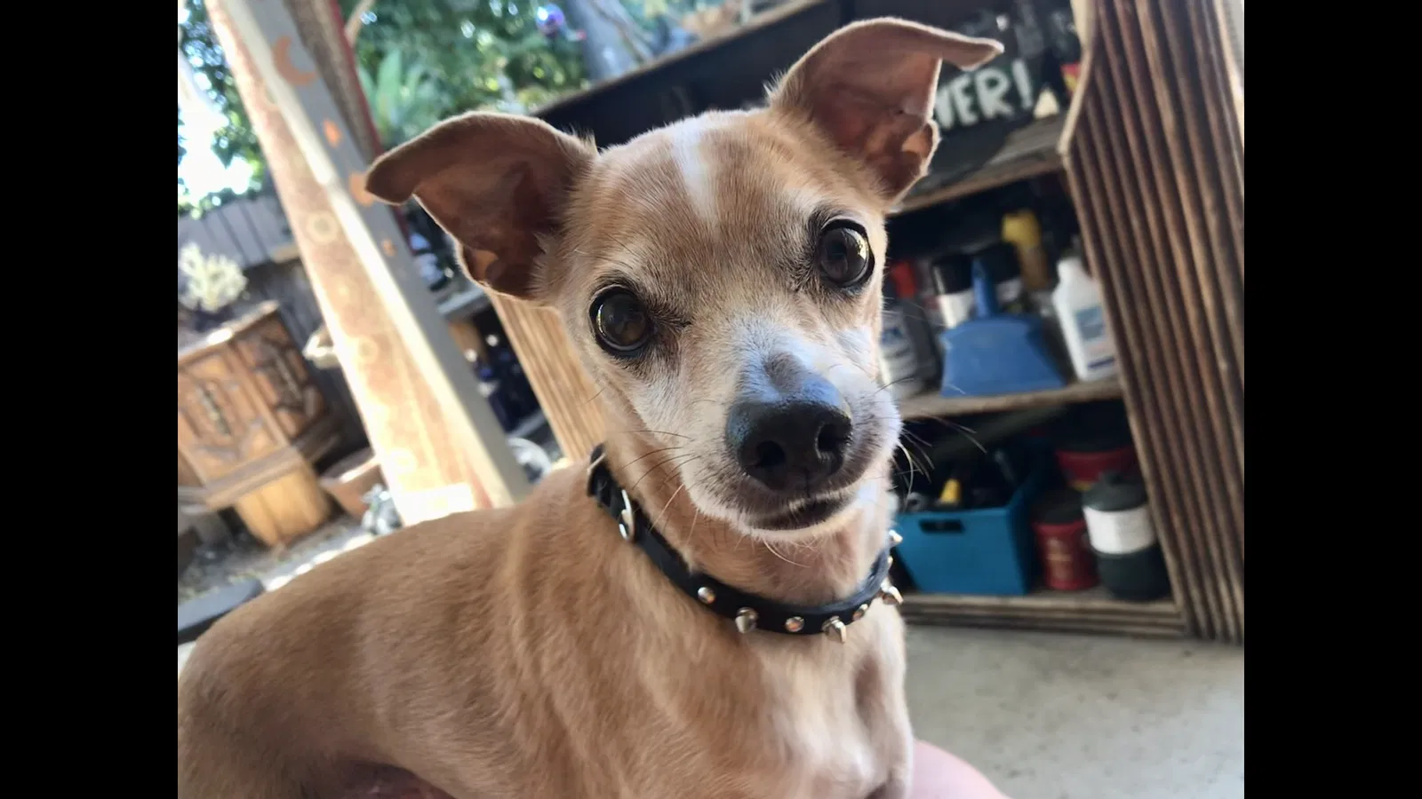 Lost dog in Alpine, CA, 91901