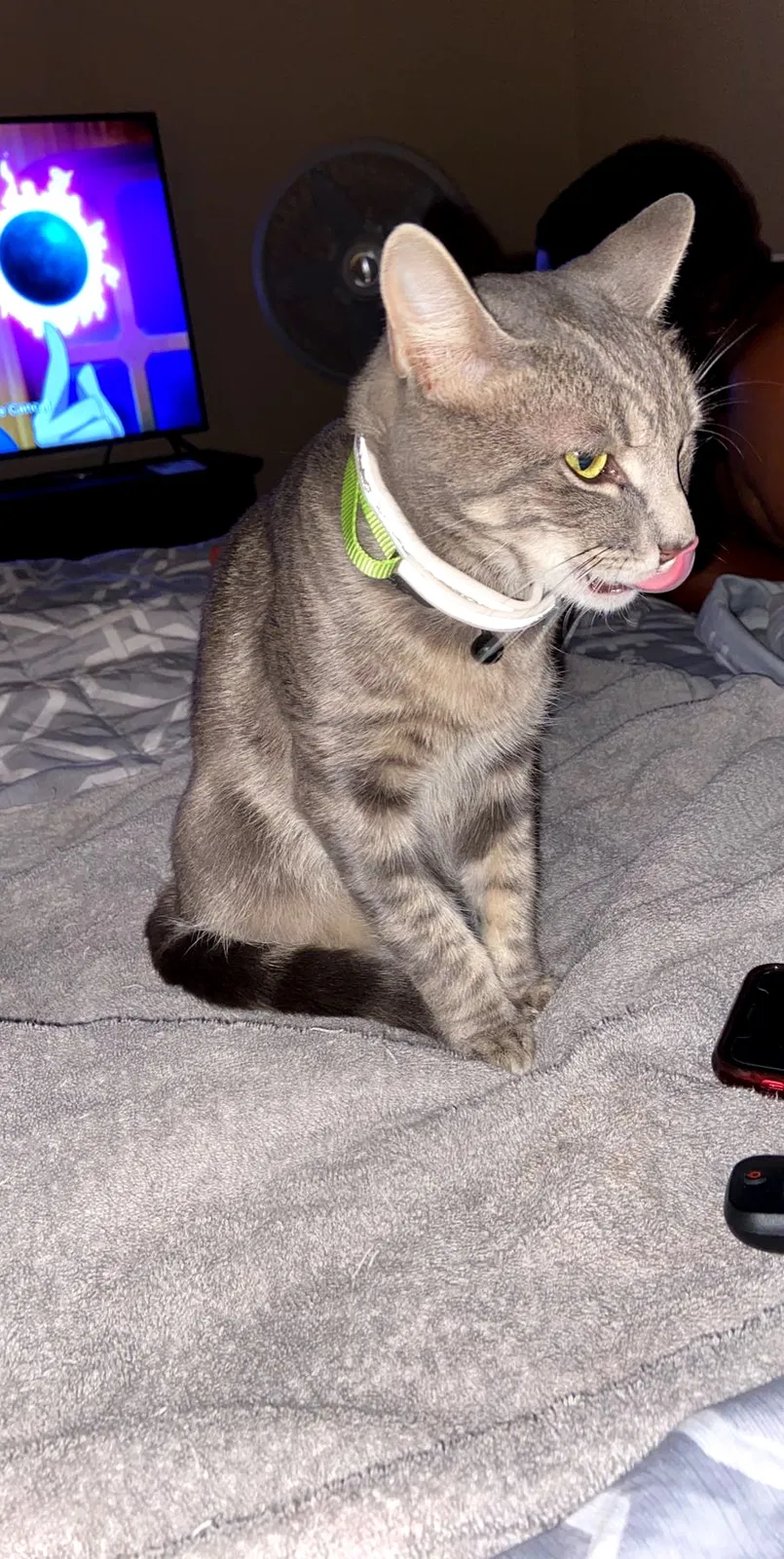 Lost cat in Knoxville, TN, 37923