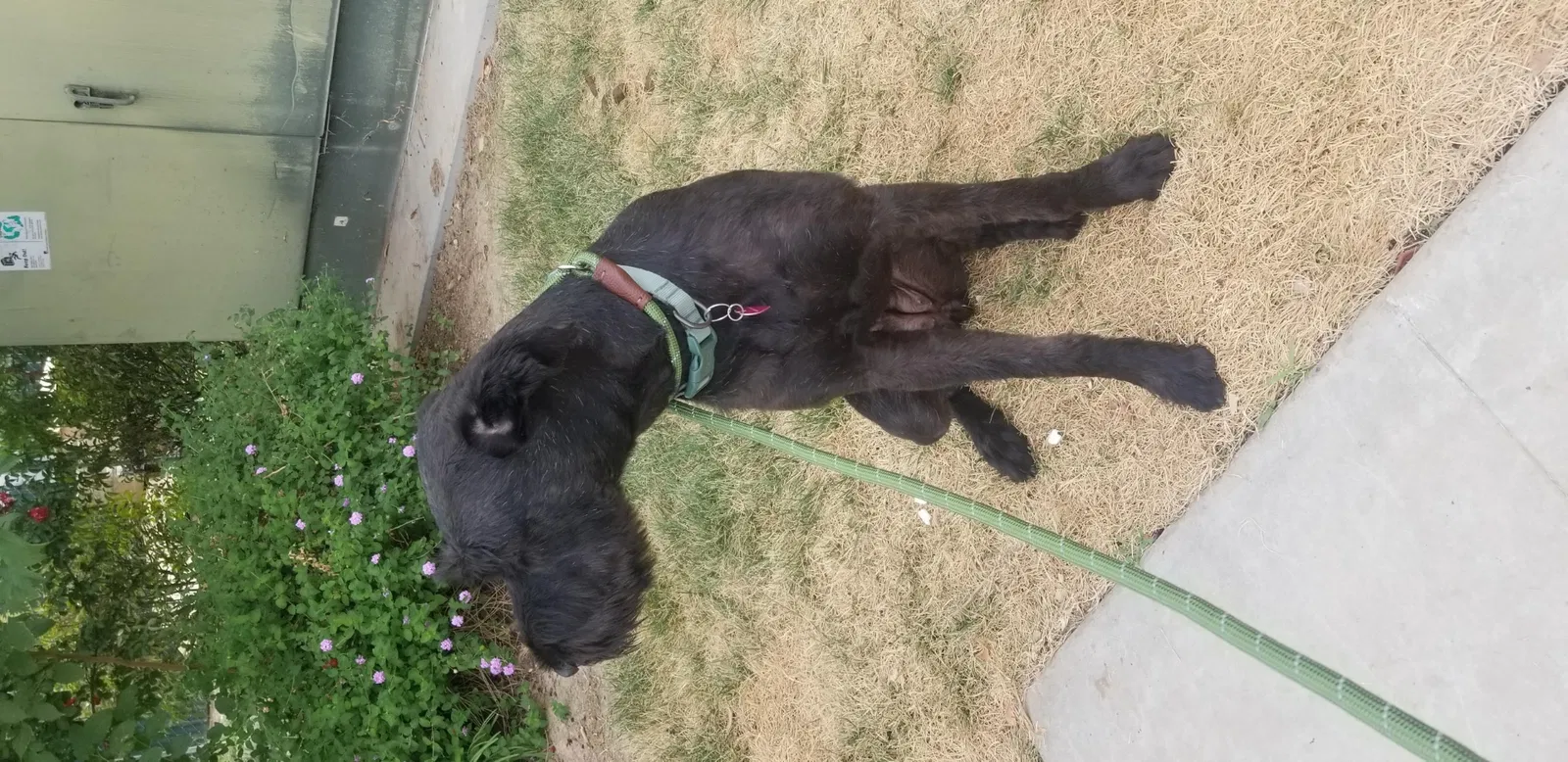 Lost dog in Fresno, CA, 93722