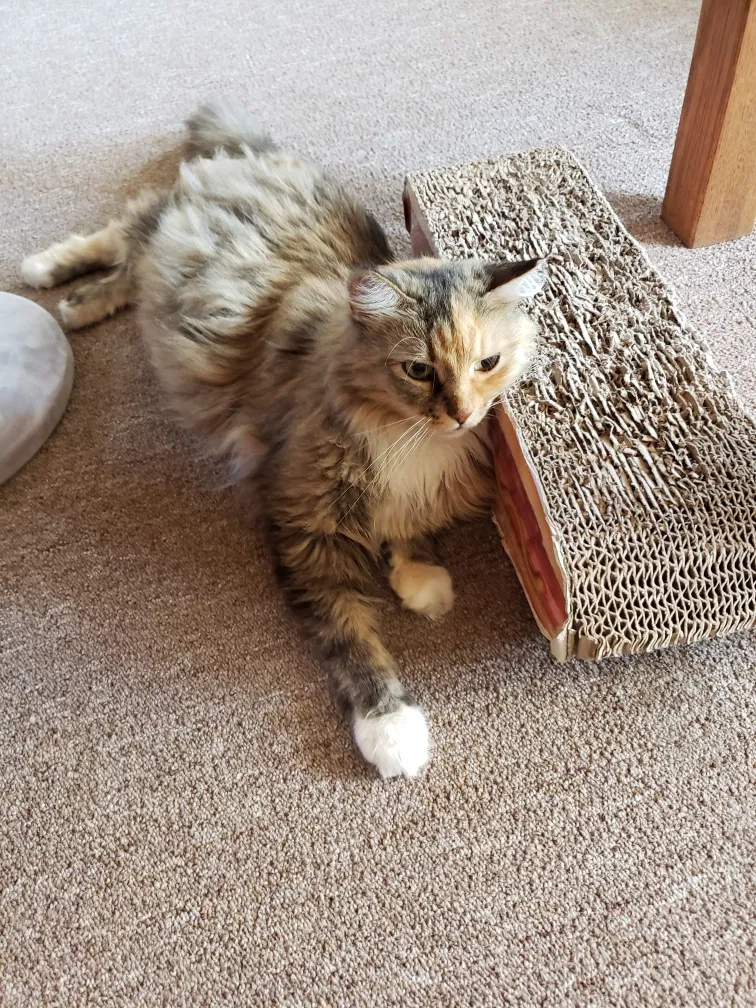 Lost cat in Cleveland, OH, 44106