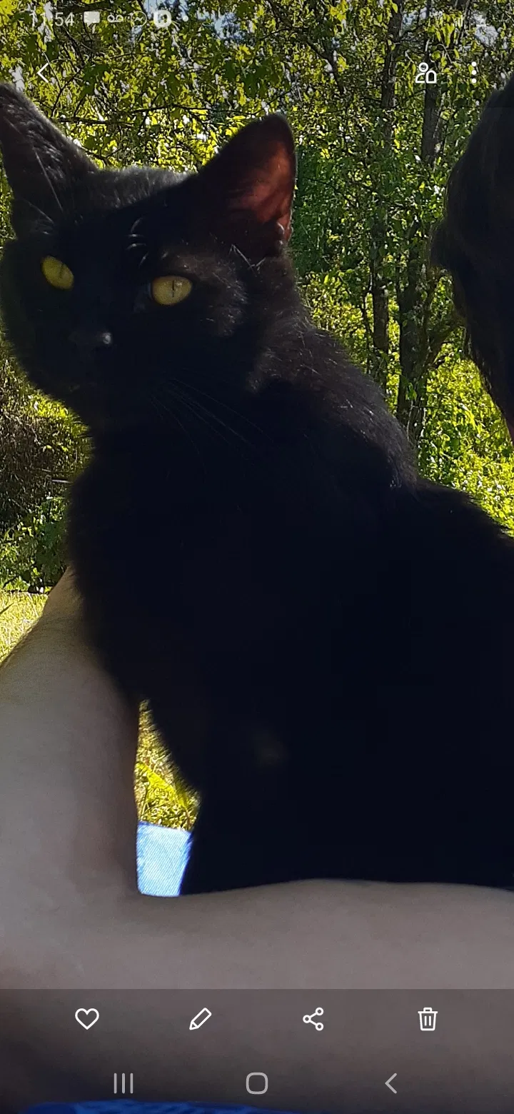 Lost cat in Unknown, TN, 38934
