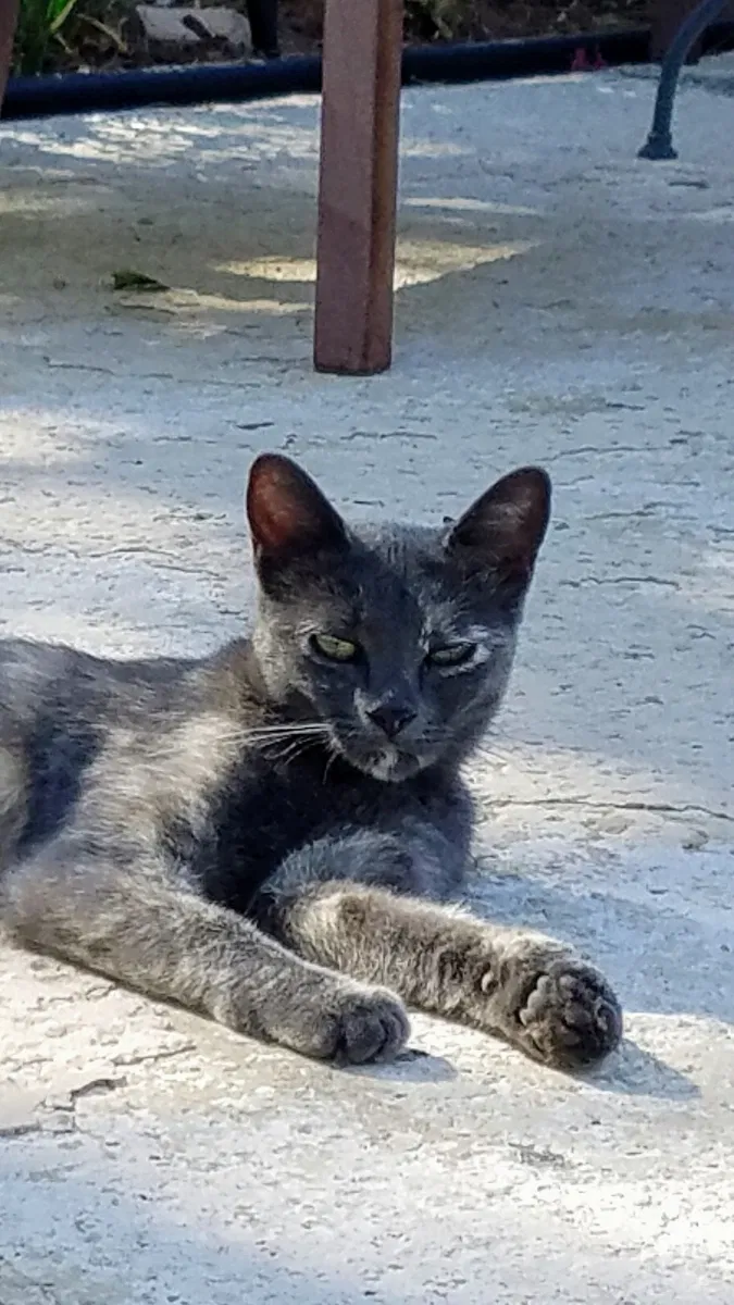 Lost cat in El Paso, TX, 79932