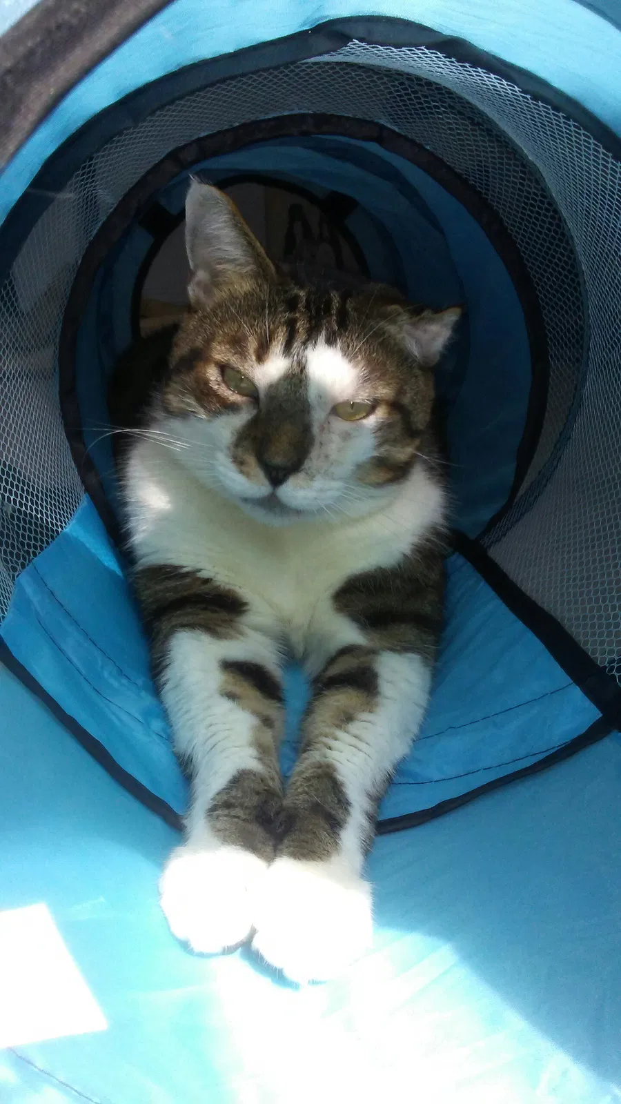 Lost cat in Cape Coral, FL, 33909