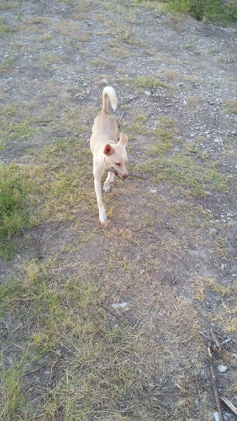 Found dog in San Angelo, TX, 76903