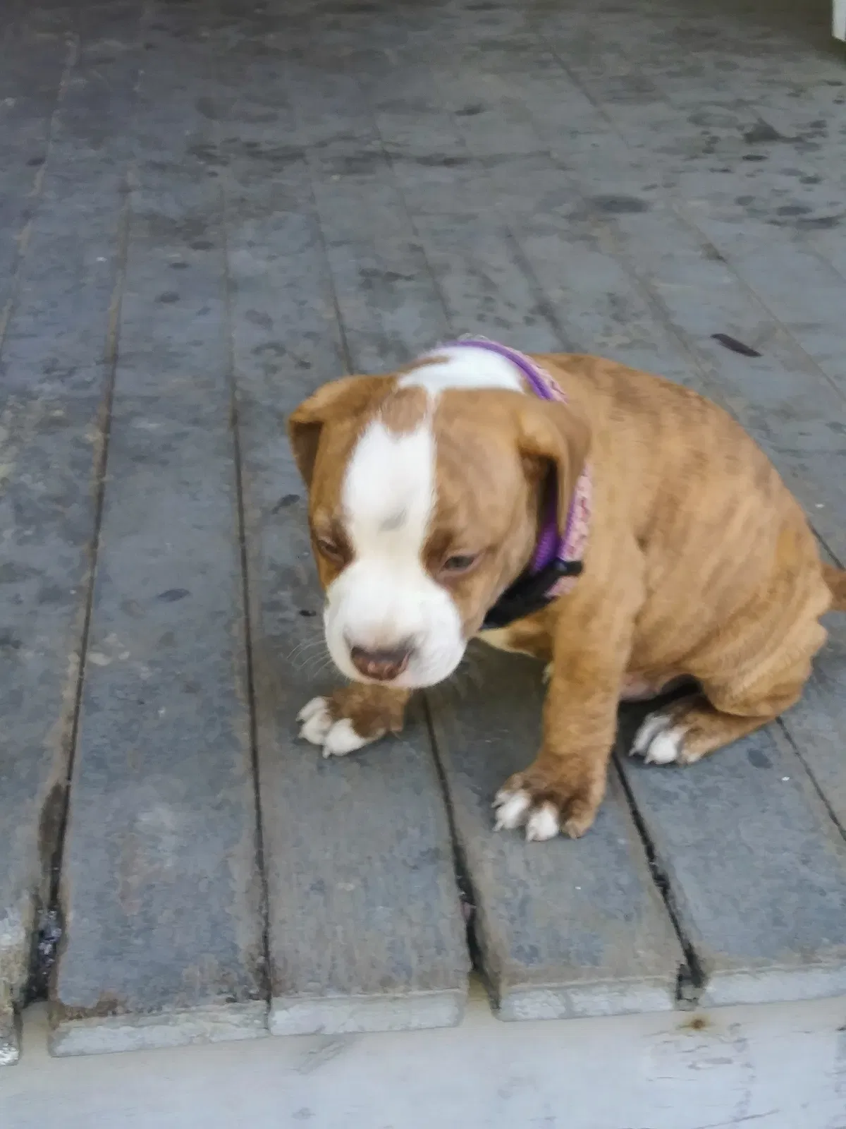 Lost dog in Cleveland, OH, 44110