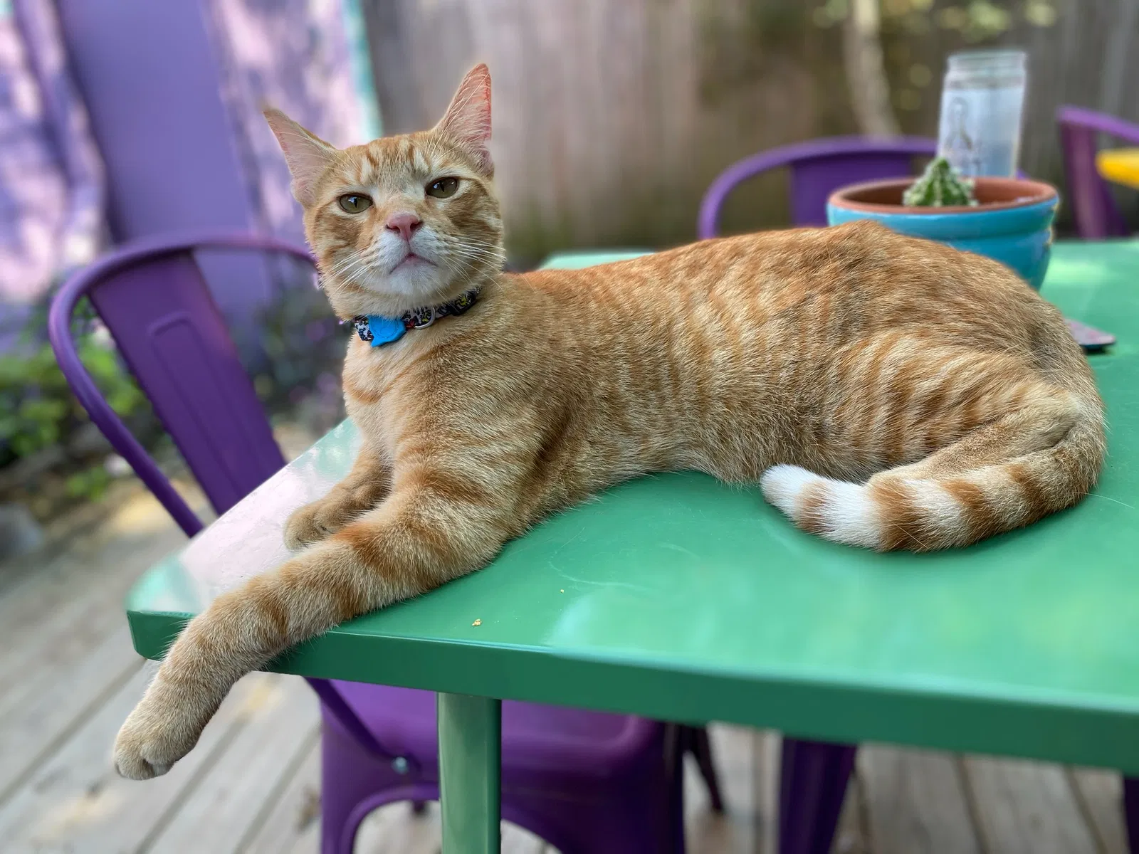 Lost cat in New Orleans, LA, 70117